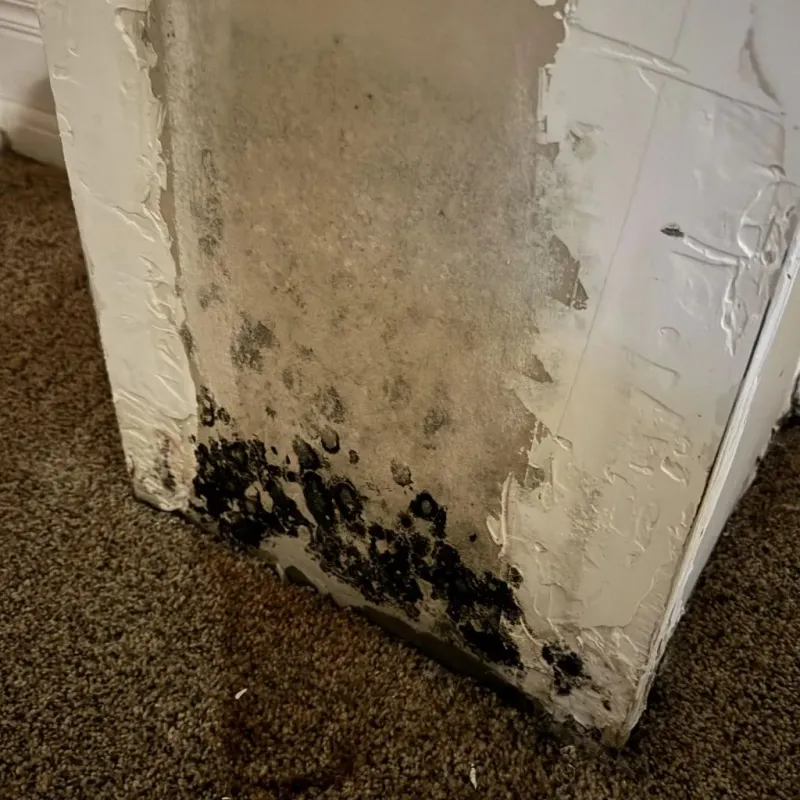 Professional Mold Removal in Noble, OK